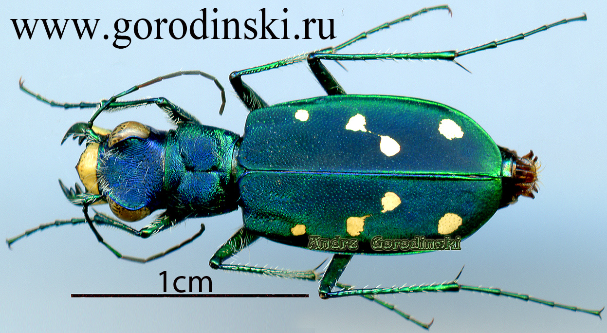 http://www.gorodinski.ru/cicindela/Cicindela clypeata.jpg